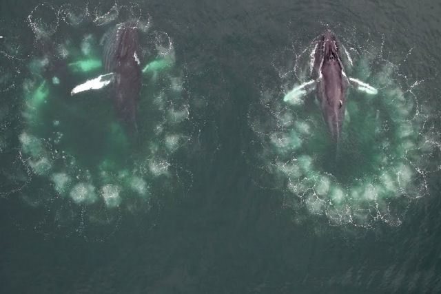Este vdeo indito mostra com detalhes como as baleias tecem redes de bolhas para pescar