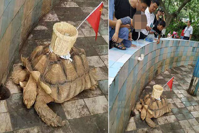 Zoo cola cesta na carapaa de tartaruga para que visitantes joguem moedas