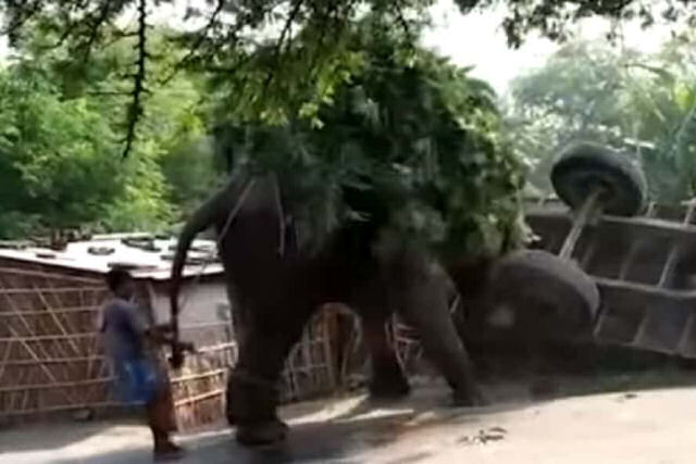 Elefante arremete contra um trator que colidiu contra ele na ndia