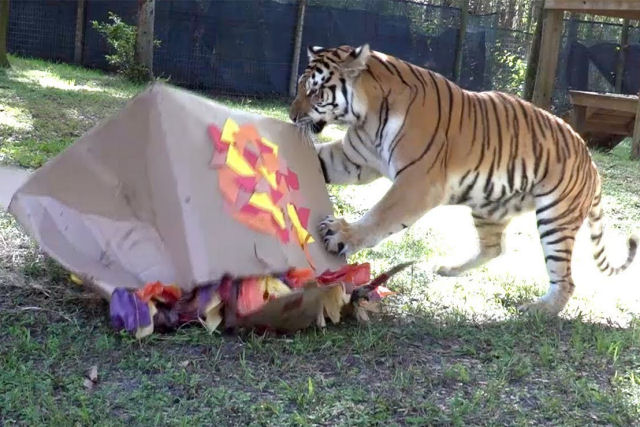 Como reagem os grandes felinos quando se deparam com grandes caixas de papelo