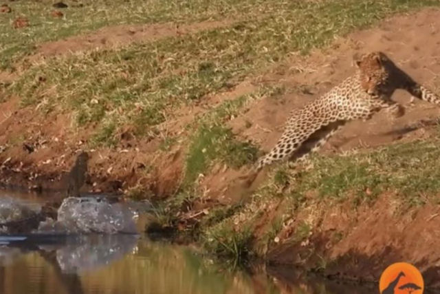 Crocodilo ataca leopardo que tentava roubar sua caa