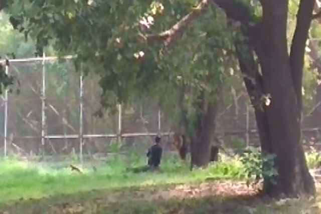 Indiano passa um minuto ao lado de um leo em um zoo