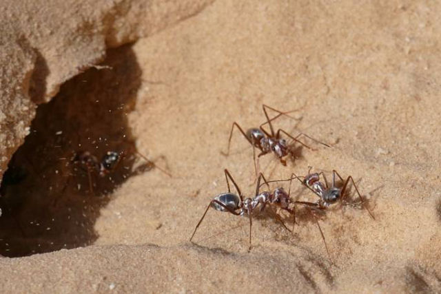 A formiga mais rpida do mundo atinge uma velocidade recorde de 855 mm/s