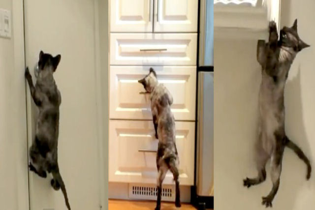 O gato que abre o freezer para roubar peixe