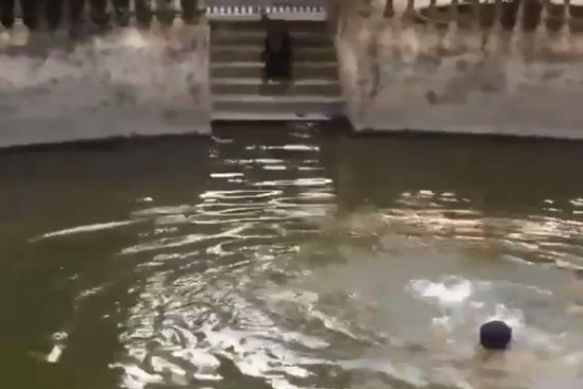 Rottweiler 'salva' seu humano que fingia estar se afogando