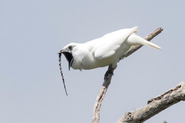 Segundo os cientistas, a ave mais barulhenta do mundo  brasileira