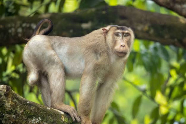 As inslitas imagens de macacos devorando ratazanas oferecem uma inesperada soluo para a biodiversidade