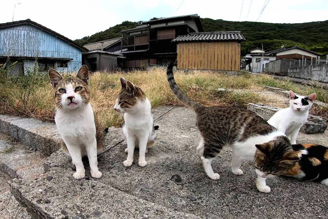 Os gatos de rua surpreendentemente afetuosos em uma das famosas ilhas de gatos no Japo