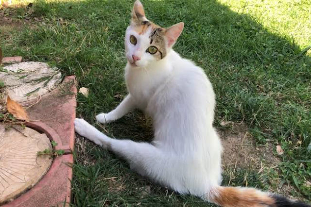 Ao seguir gata, que apareceu no quintal, turco descobriu uma ninhada de 5 gatinhos