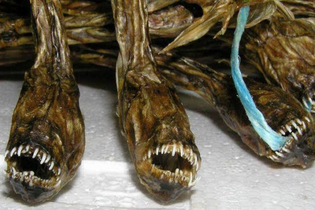 O alien do mar de Ariake: a iguaria xenomrfica bizarra do Japo