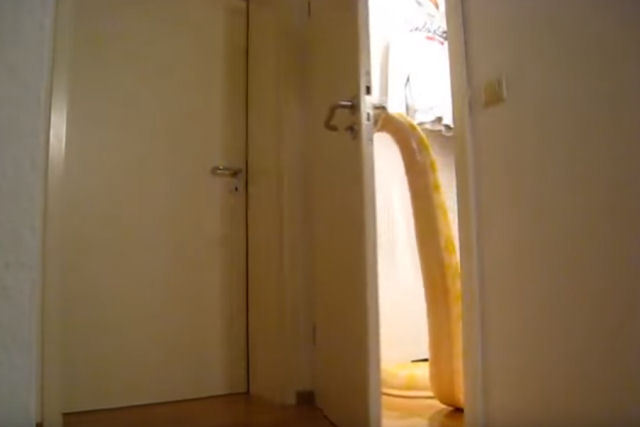 Julius, a cobra que aprendeu a abrir a porta