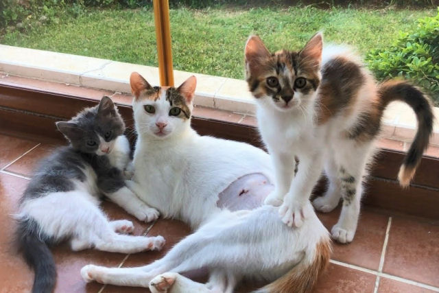 O final feliz dos gatinhos encontrados em um quintal na Turquia