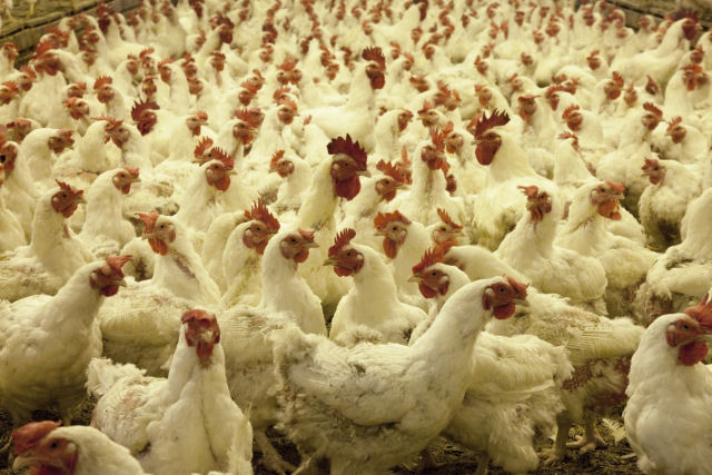 Neozelands busca desesperadamente um local para as 1.000 galinhas que comprou por erro na Internet