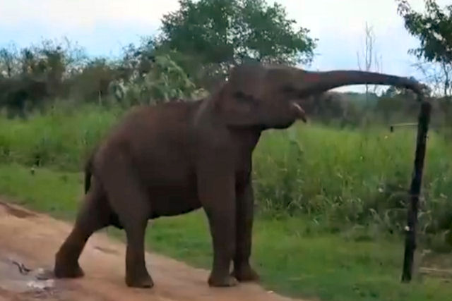 Voc no vai acreditar o que faz este elefante para cruzar uma cerca eletrificada