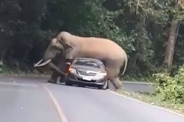 Elefante selvagem esmaga carro que cruzava uma estrada de montanha na Tailndia