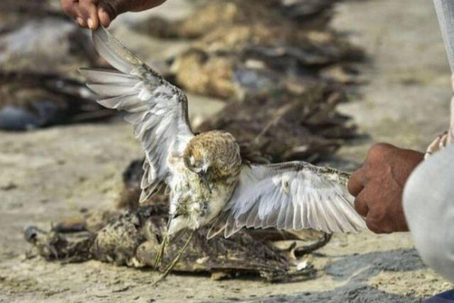 Milhares de pssaros morrem perto de um lago indiano e ningum sabe o que os matou