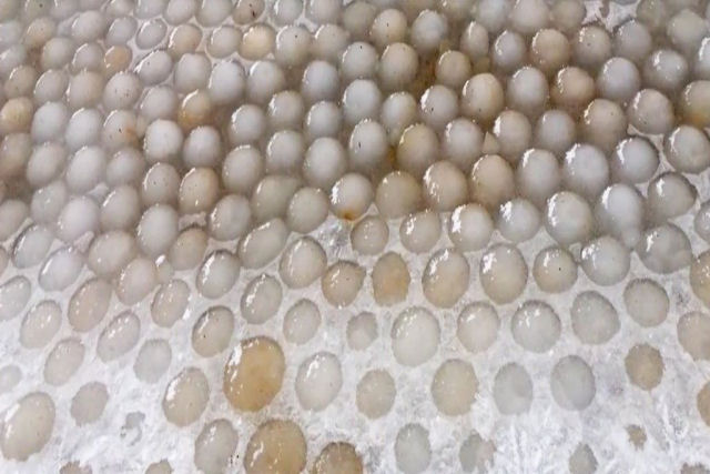 Como uma praia na Finlndia apareceu coberta de milhares de esferas de gelo?