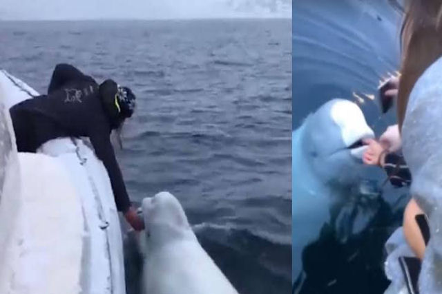 O que est errado no vdeo viral de uma beluga jogando rugby com um marinheiro