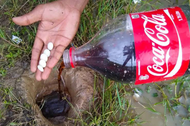Como pescar com a ajuda de um pacote de Mentos e uma garrafa de Coca-Cola