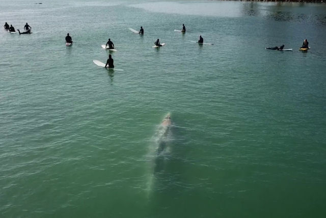 Gigantesca baleia azul surpreende um grupo de surfistas na Califrnia