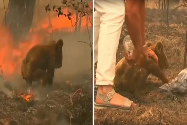 Australiana arrisca sua vida para resgatar um coala das chamas de um incndio florestal