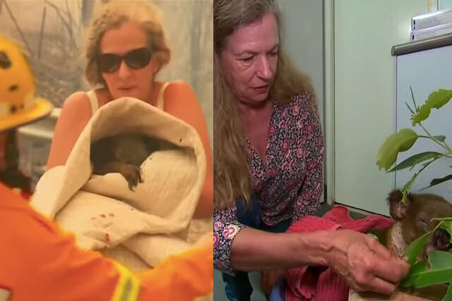 Australiana reencontra o coala que ela resgatou do incndio