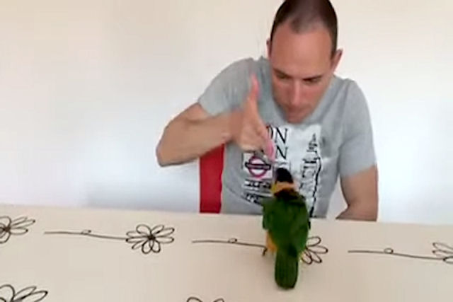 Papagaio se finge de morto quando seu humano dispara a pistola de dedo
