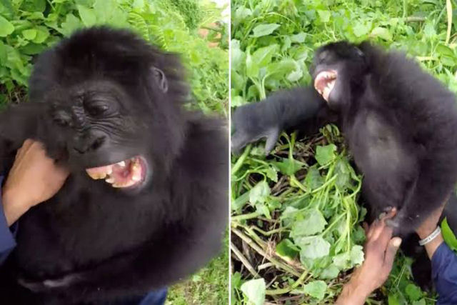 Beb gorila rindo incontrolavelmente depois de ser resgatado  a melhor coisa que voc ver hoje
