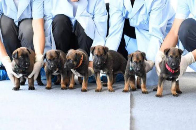 Seis ces clonados se juntam  fora policial de Pequim