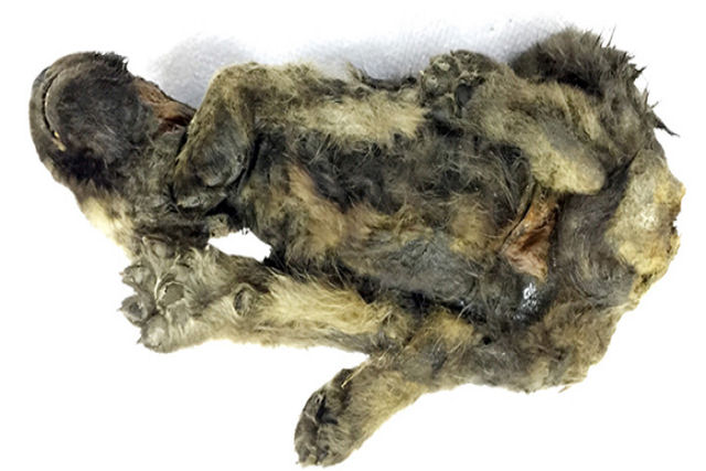 Co ou lobo? Este fssil de um filhote de 18.000 anos intriga os cientistas