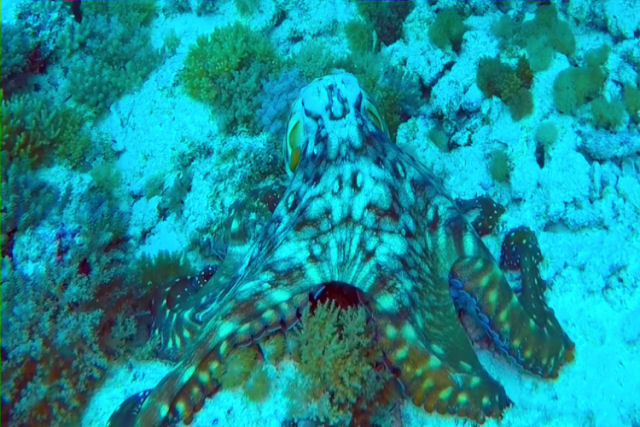 Polvo mestre da camuflagem muda de cor com o entorno do oceano nas guas de Zanzibar