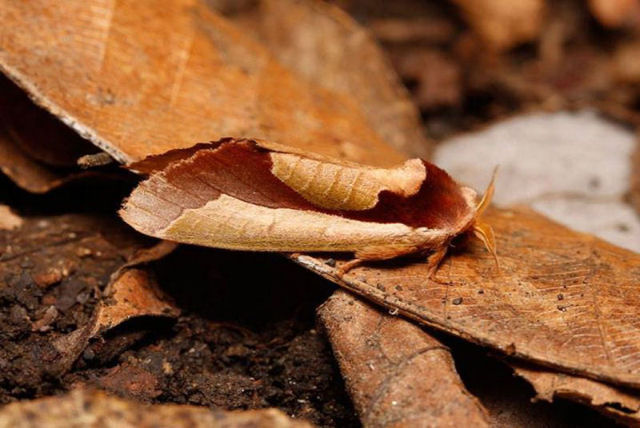 Esta folha morta  na verdade uma mariposa viva imitando uma folha morta