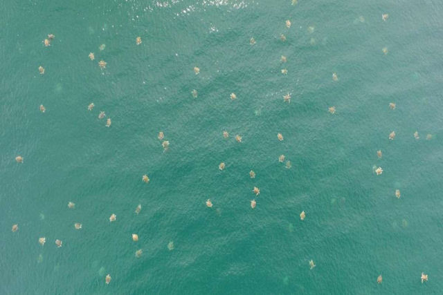  impossvel contar as tartarugas marinhas mostradas neste impressionante vdeo  vista de drone