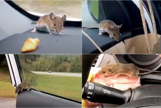 Este motorista encontrou um rato no painel de seu carro e no sabia o que fazer para tir-lo dali