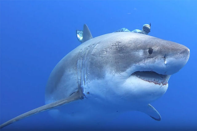 Provavelmente seja este o mais próximo que a maioria de nós conseguirá nadar com grandes tubarões brancos
