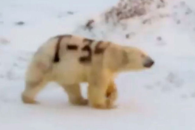 Urso polar pintado com spray confunde especialistas russos em vida selvagem