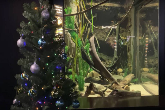 Enguia controla iluminao de uma rvore de Natal em aqurio dos EUA