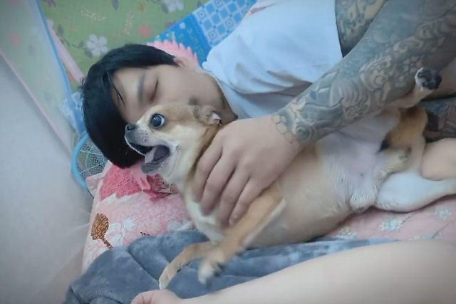 Chihuahua ciumenta impede que seu humano toque a esposa
