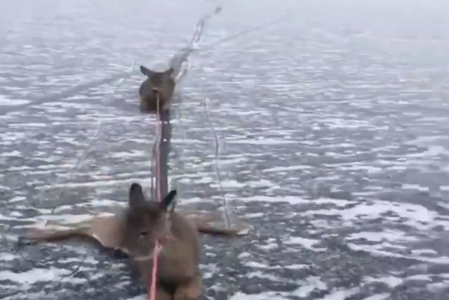 Patinador resgata trs cervos encalhados em um lago congelado, no Canad