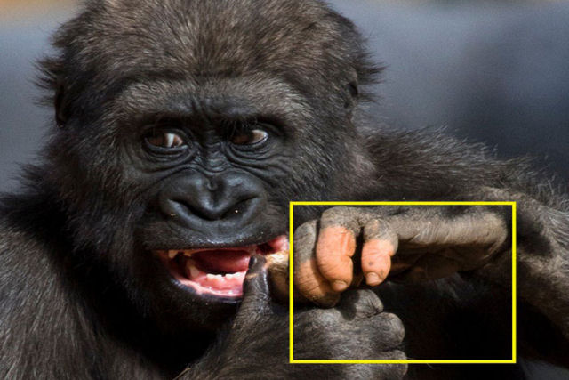 Uma gorila com falta de pigmentao nos dedos surpreendeu os internautas