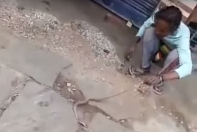 Indiano tenta beijar uma cobra e se arrepende amargamente