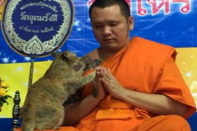 Gato vs. cnticos: felino amigvel testa a pacincia de monge budista
