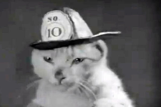 Mickey, o gatinho abandonado que se tornou um membro do corpo de bombeiros