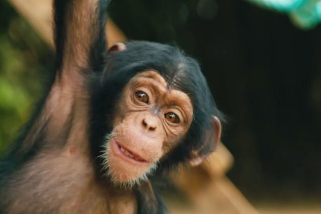 Chimpanzés bebês órfãos aprendem a escalar com a ajuda de seus cuidadores humanos
