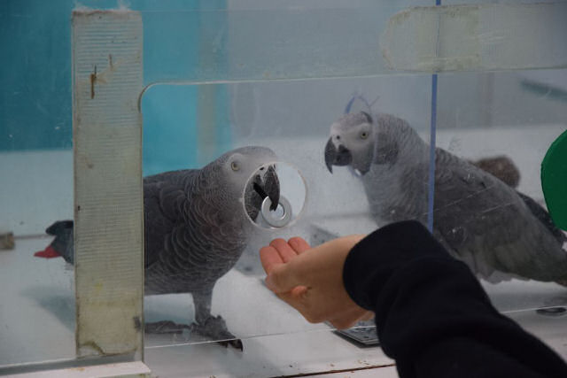 Experimento mostra que papagaios compartilham moeda para ajudar amigos a comprar comida