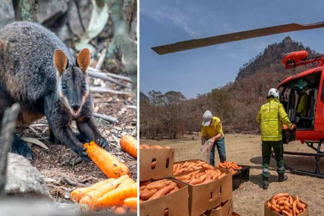 Helicpteros jogam milhares de quilos de vegetais para animais no meio da onda de incndios na Austrlia