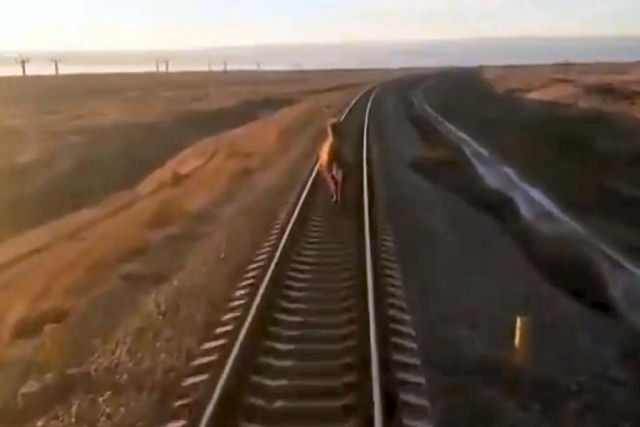 Camelo correndo por uma via provoca um grande atraso em um trem internacional na Rússia