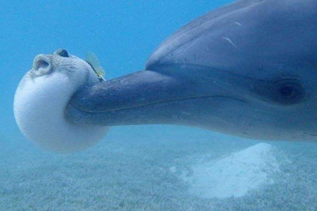 Golfinhos tambm ficam 'doides' com toxinas do baiacu