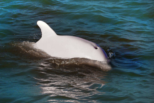 Raros golfinhos albinos so filmados por pescadores tailandeses