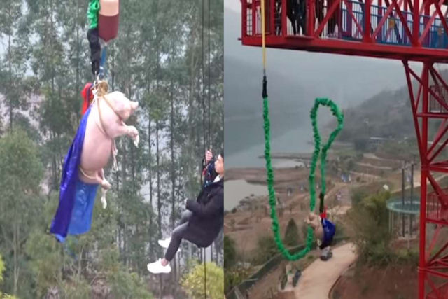 Parque temtico chins pede desculpas aps forar porco a fazer bungee jumping